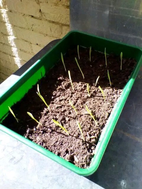 NigelSommelier's tweet image. Morning. Start of a new week. Off for blood test then out to Hornchurch and Upminster on Cask Marque visits. 

FB memory OTD 6 years ago. My cunning lockdown plan to grow my own Bere #barley for malting &amp;amp; #brewing at home 😁. 

Have a great day 🙂