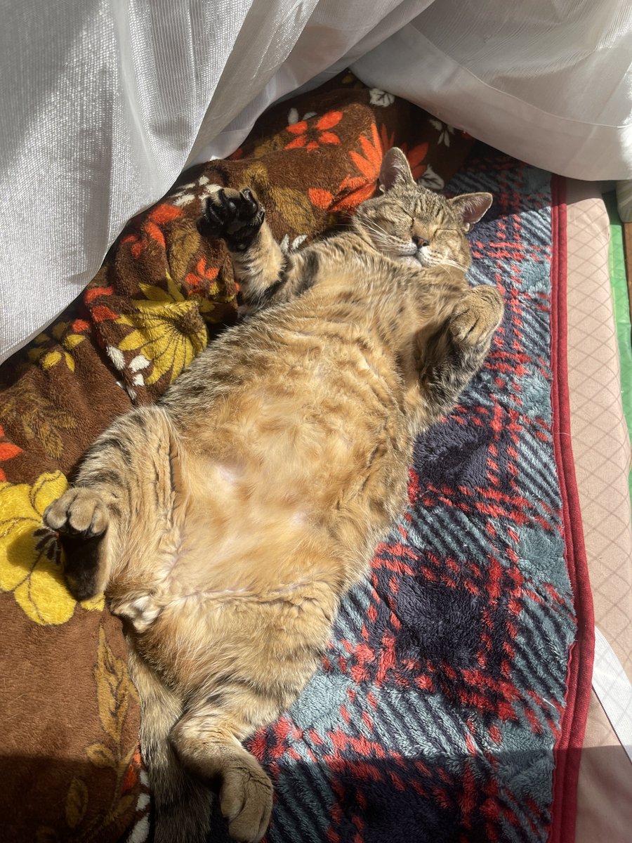 よつばとポン酢 tweet media