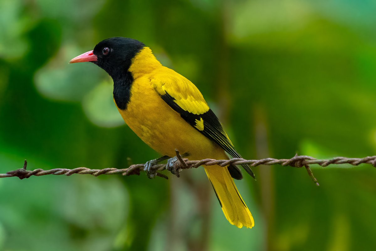 Aniket 🏳️‍🌈🏳️‍⚧️(he/him) tweet media