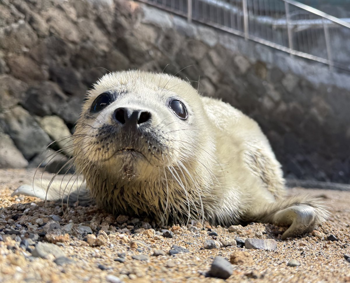 伊豆・三津シーパラダイス【公式】 tweet media