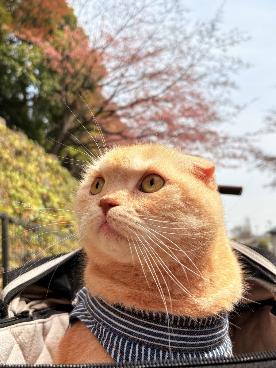trsn0529's tweet photo. 綺麗に咲いてたね🌸
#スコティッシュフォールド
#桜 https://t.co/MdIye0TAq2