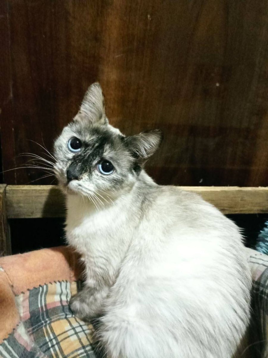 Доброхвост - благотворительный проект tweet media