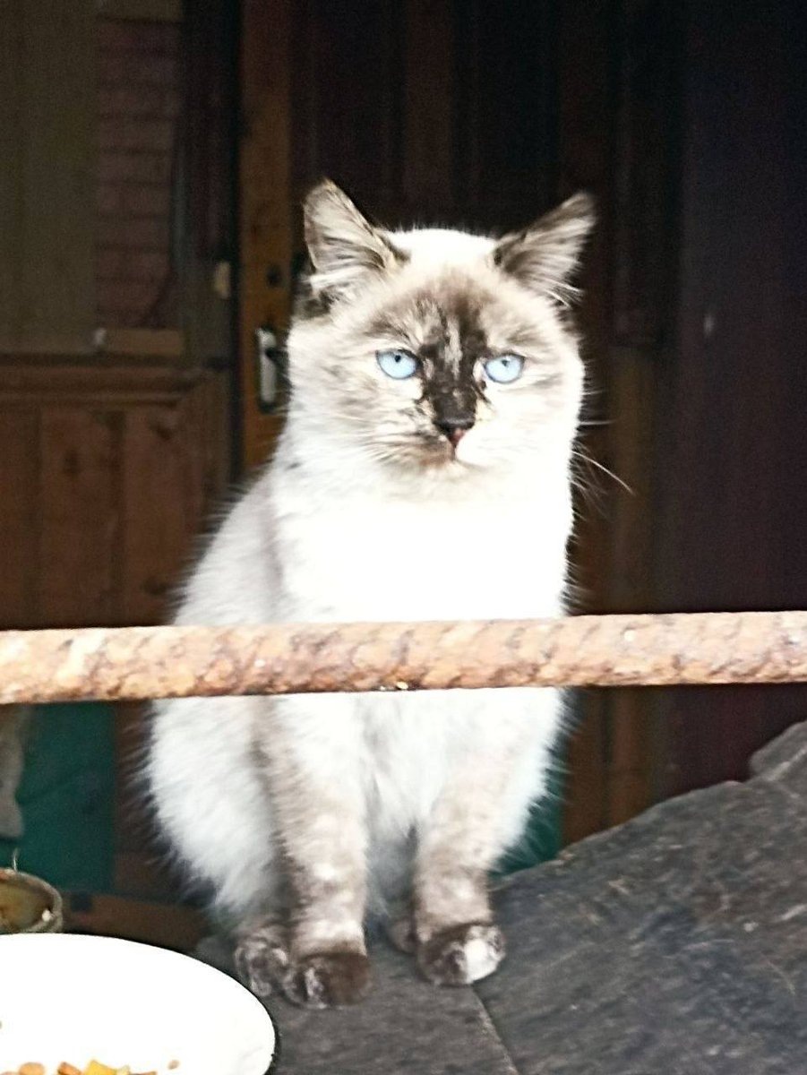 Доброхвост - благотворительный проект tweet media