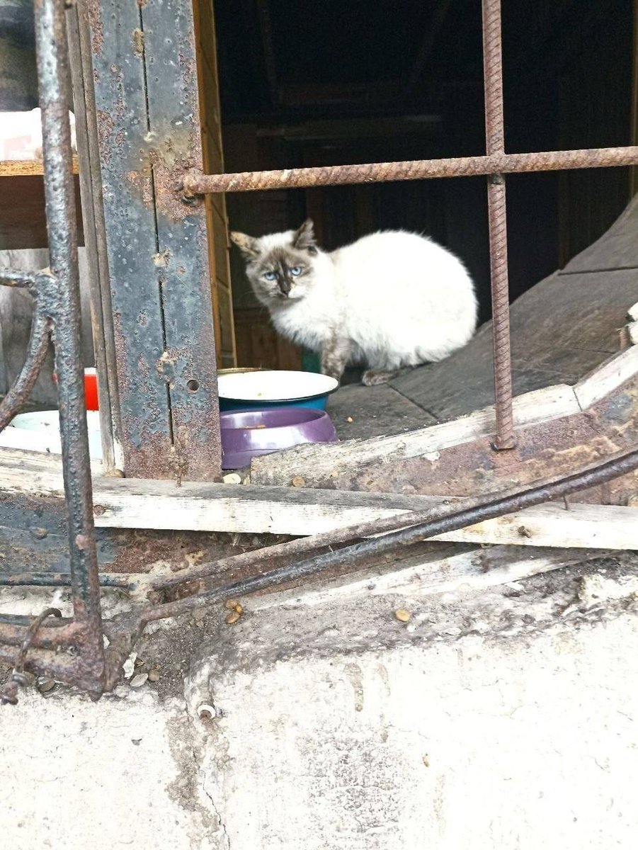 Доброхвост - благотворительный проект tweet media