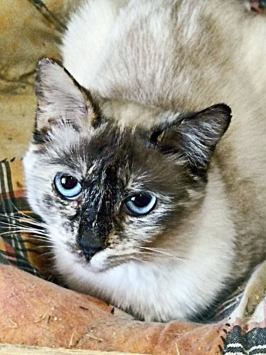 Доброхвост - благотворительный проект tweet media