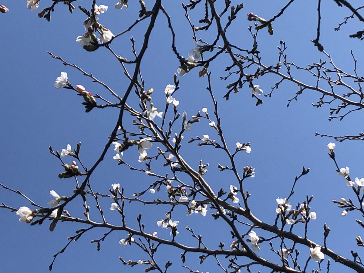 庭の桜が咲きました。