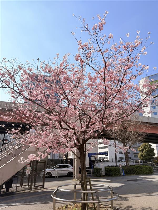 TEAMジャパン【公式】🍤 tweet media