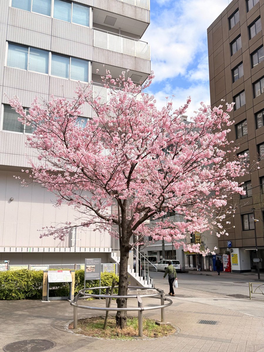 TEAMジャパン【公式】🍤 tweet media