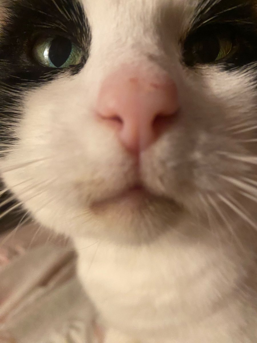 HappinessKatie's tweet image. Nose boops this Monday morning for #teacher5oclockclub - I think he wants breakfast! Hope you have a wonderful start to the week 💜🩷🧡💛 #EduTwitter #TeacherTwitter #education #goodmorning #happiness #childrensmentalhealth #wellbeing #Shropshire #powys #herefordshire