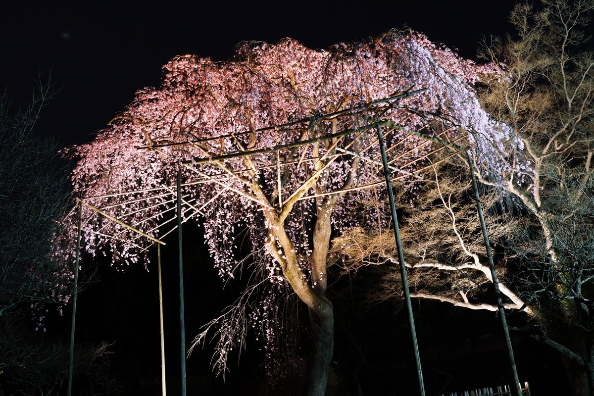 本日も日没から20時まで第一公園のしだれ桜のライトアップを行います🌸
皆さまのご来園お待ちしております✨
(写真は昨日のライトアップの様子です！)

#清水公園 #桜ライトアップ #さくらまつり #春のおでかけ #夜桜