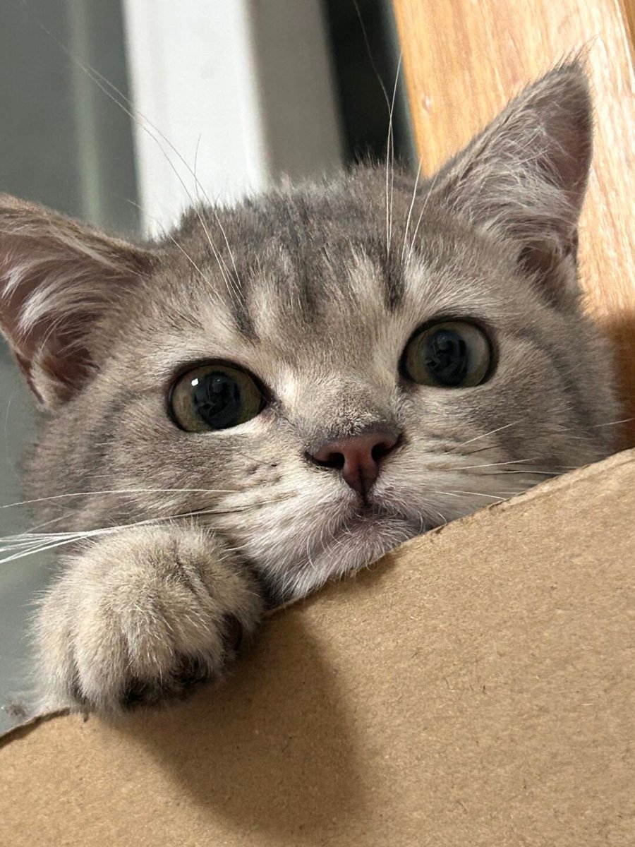 cutest cats tweet media