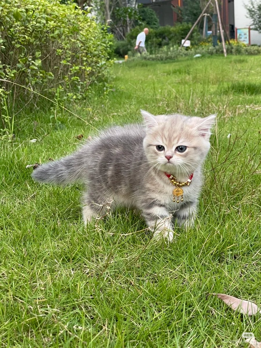 No Context Cats tweet media