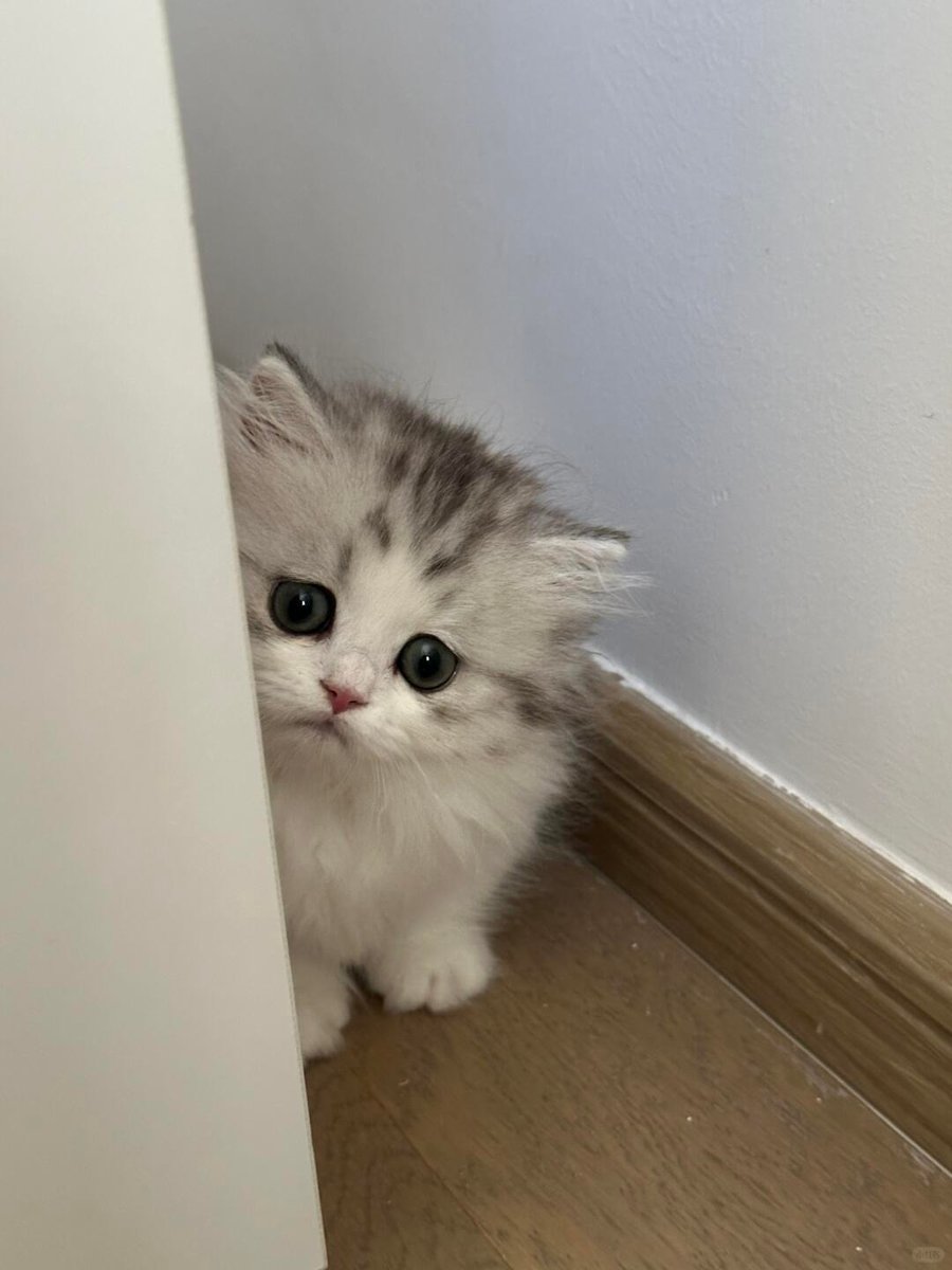 cutest cats tweet media