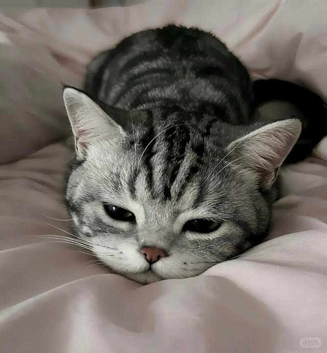 cutest cats tweet media