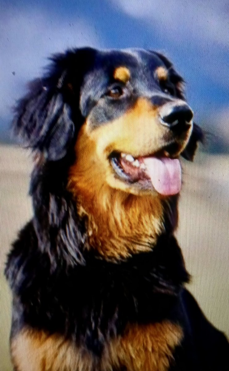 Voor iedereen een mooie maandag ☕🍀🥀🪻🐕🐾💐🌊🌷👋