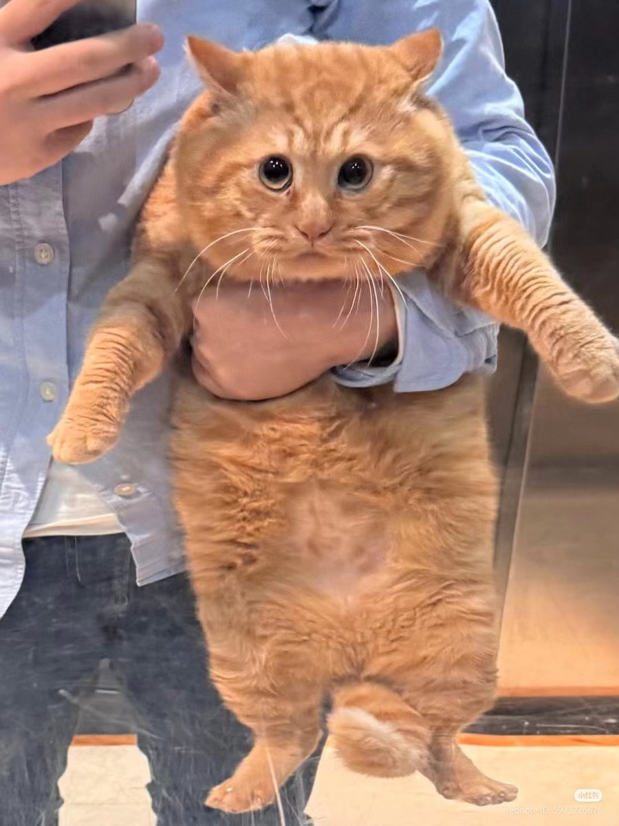 No Context Cats tweet media