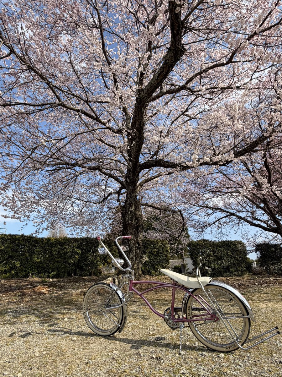 今年は撮れた桜とのツーショット📸