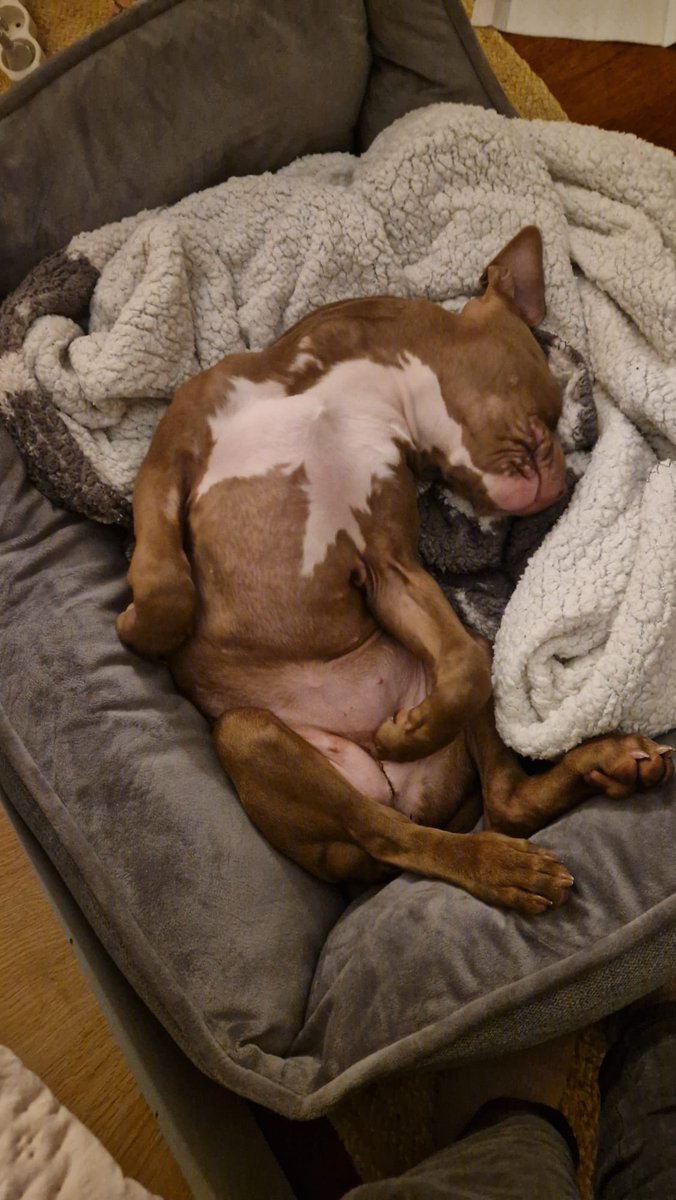 Aleksander Twardowski tweet media