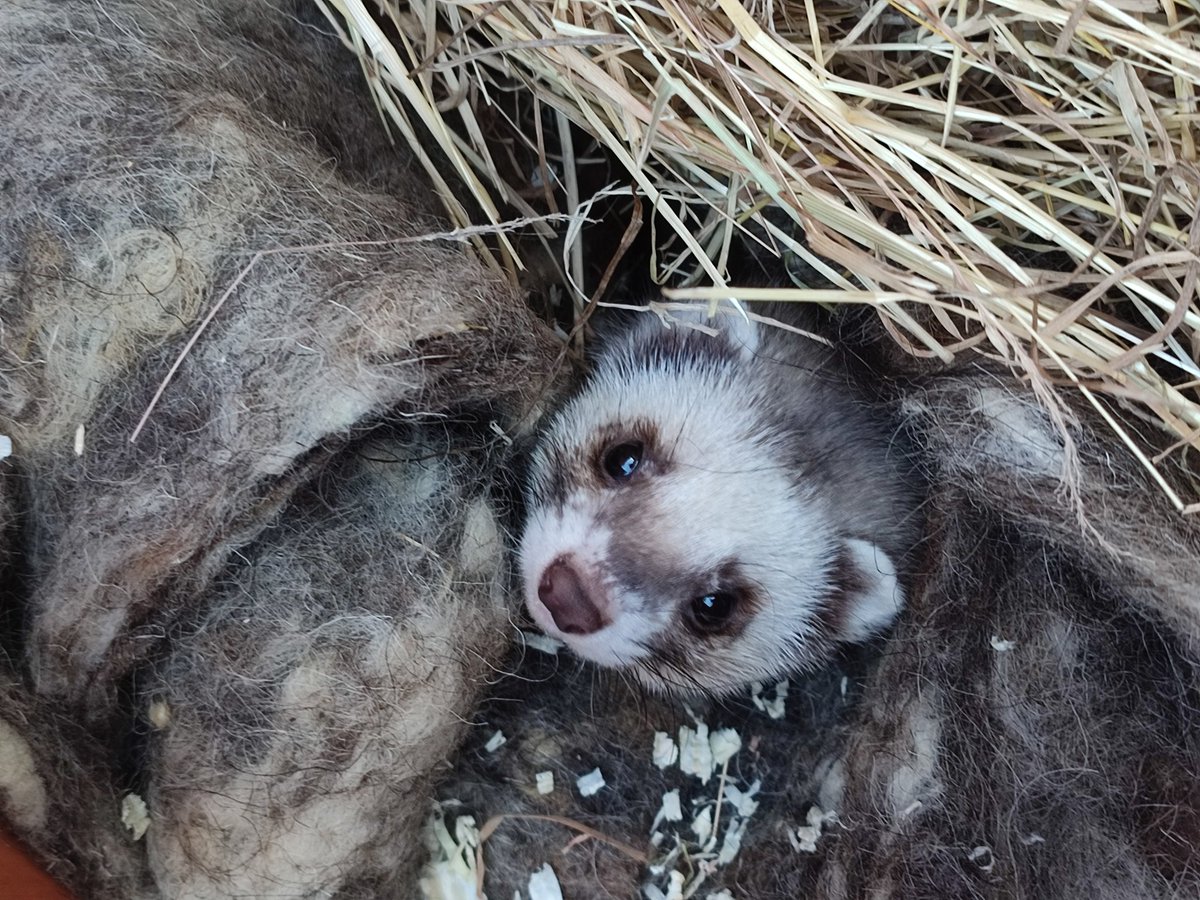 Ferret Every Hour tweet media