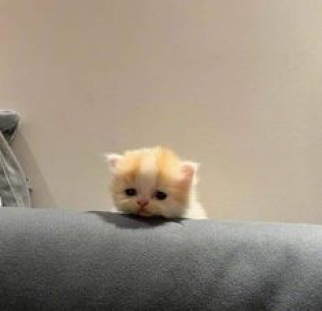 dodo #1 time single mother fan tweet media