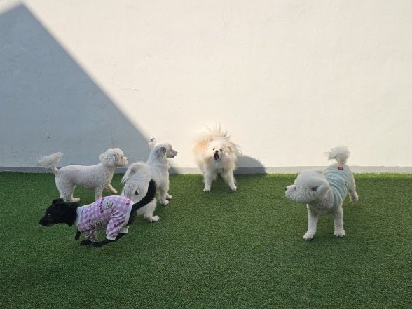 설이집사 tweet media