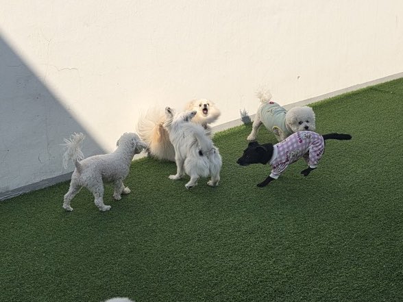 설이집사 tweet media