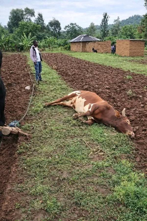 Themkulima tweet media