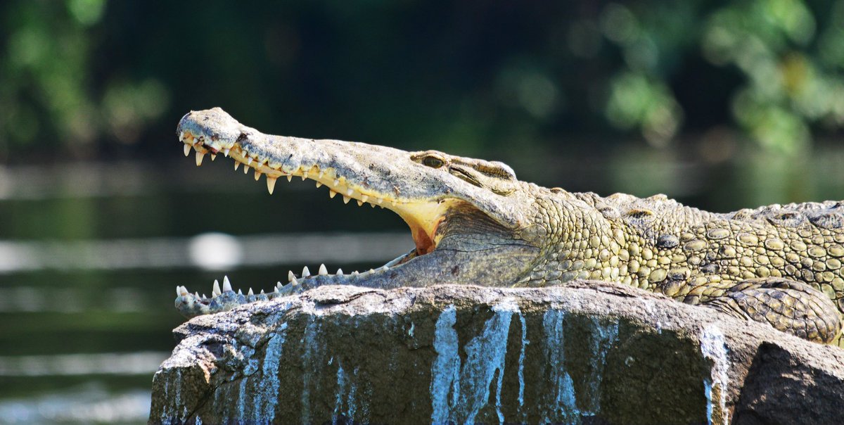 MusinguziElly1's tweet photo. The Nile crocodile is Africa's largest freshwater predator, reaching lengths over 20 feet and weighing up to 2,200 pounds. These apex predators feature a massive bite force with 64-68 teeth, the ability to hold their breath for 30 minutes to 2 hours.

#ExploreUganda 🇺🇬 https://t.co/bMwq8liUUB