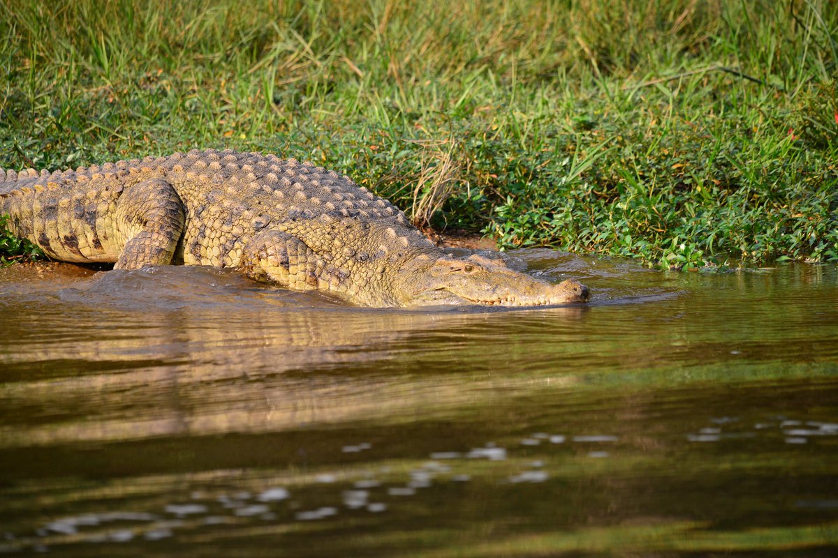MusinguziElly1's tweet photo. The Nile crocodile is Africa's largest freshwater predator, reaching lengths over 20 feet and weighing up to 2,200 pounds. These apex predators feature a massive bite force with 64-68 teeth, the ability to hold their breath for 30 minutes to 2 hours.

#ExploreUganda 🇺🇬 https://t.co/bMwq8liUUB