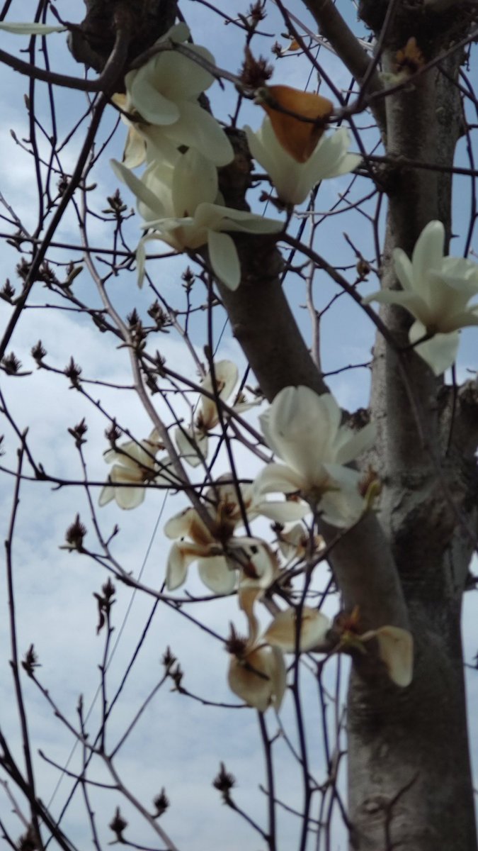 夢次郎 tweet media