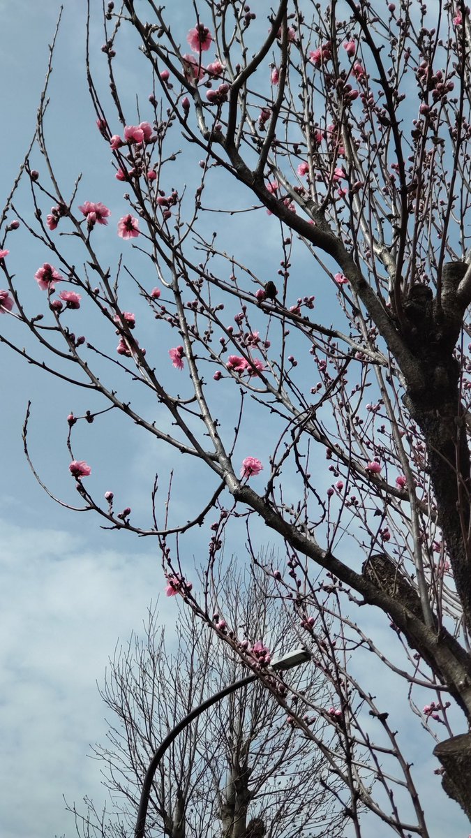 夢次郎 tweet media