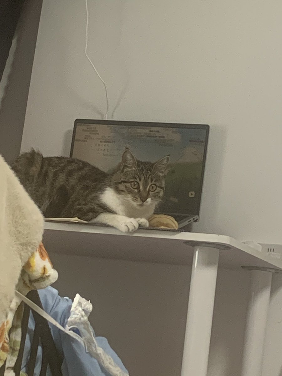 碌碌日记 tweet media