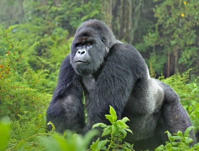 DamalieNd53457's tweet photo. Bwindii Impenetrable Forest 🔥 is a UNESCO jewel & the heartbeat of Uganda’s biodiversity, sheltering half the world’s mountain gorillas & fueling community-led conservation for future generations 🌱🐒 #Bwindii #GorillaTreasure #ConservationUganda #EcoLegacy #GoldenPosts https://t.co/pB8Km46od3