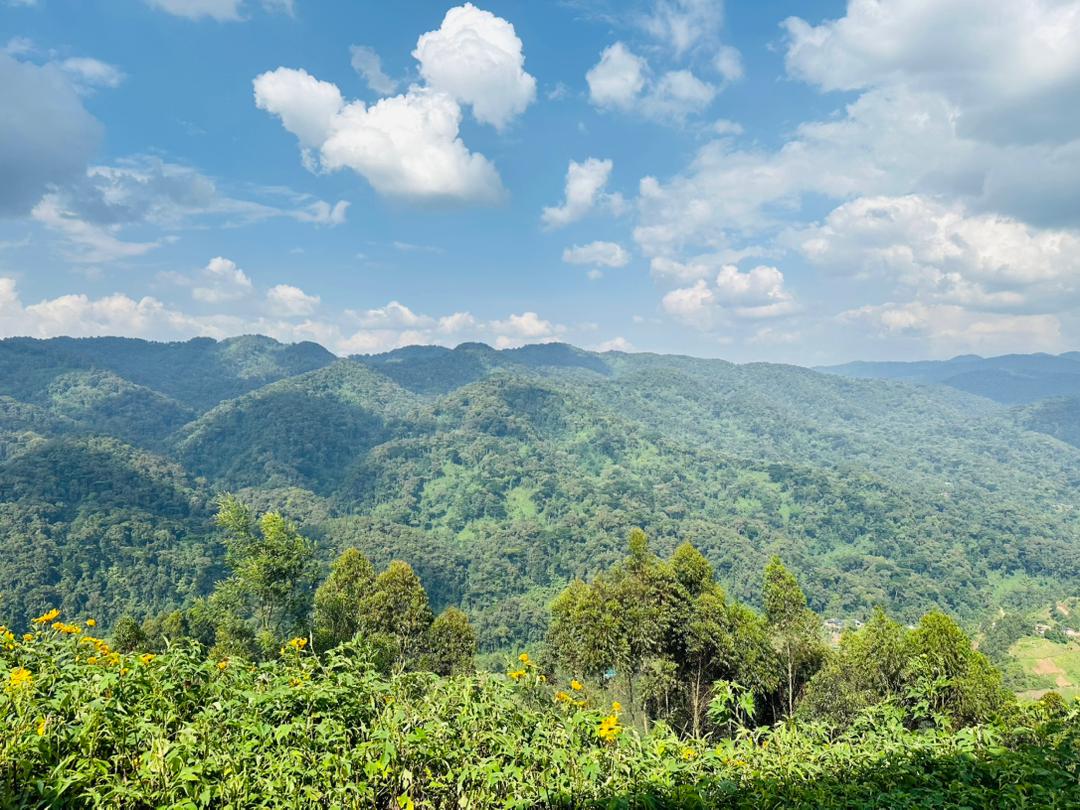 DamalieNd53457's tweet photo. Bwindii Impenetrable Forest 🔥 is a UNESCO jewel & the heartbeat of Uganda’s biodiversity, sheltering half the world’s mountain gorillas & fueling community-led conservation for future generations 🌱🐒 #Bwindii #GorillaTreasure #ConservationUganda #EcoLegacy #GoldenPosts https://t.co/pB8Km46od3