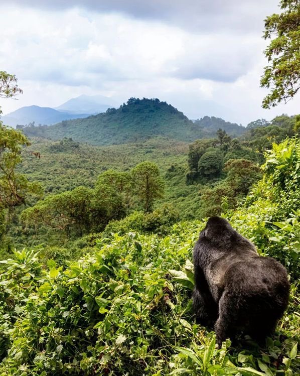 DamalieNd53457's tweet photo. Bwindii Impenetrable Forest 🔥 is a UNESCO jewel & the heartbeat of Uganda’s biodiversity, sheltering half the world’s mountain gorillas & fueling community-led conservation for future generations 🌱🐒 #Bwindii #GorillaTreasure #ConservationUganda #EcoLegacy #GoldenPosts https://t.co/pB8Km46od3