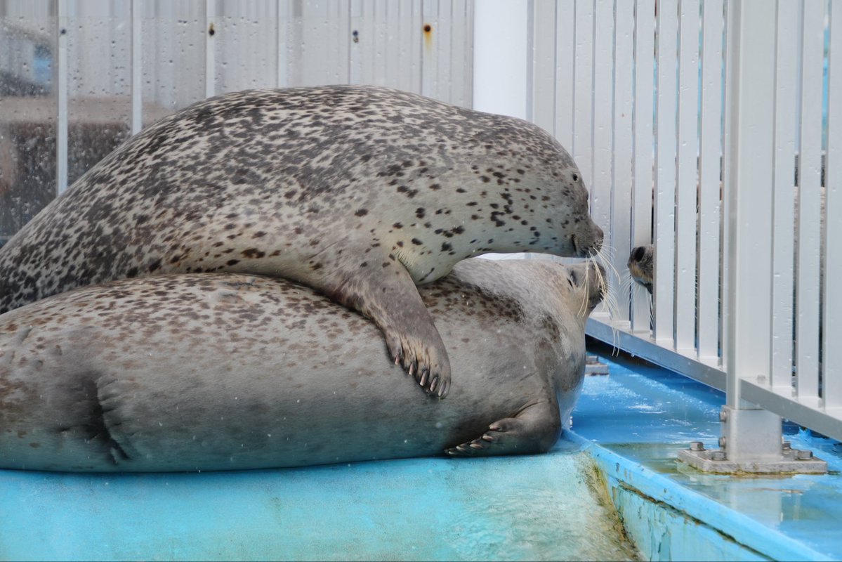 もふもふ tweet media