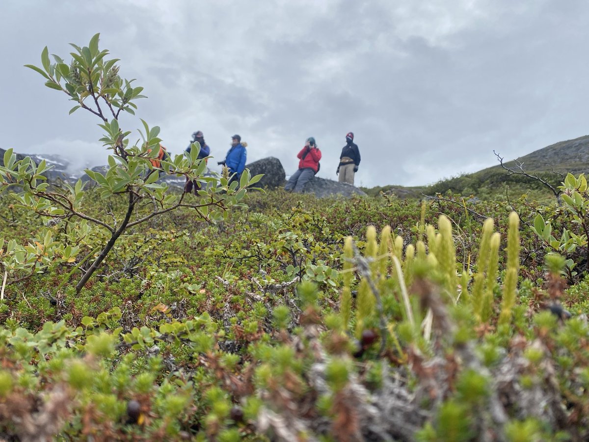 JMatthews_Wild's tweet photo. Crawling through the Tundra.
#tundra
#groundlevel
#nature
#feralliving https://t.co/uvuogwyssg