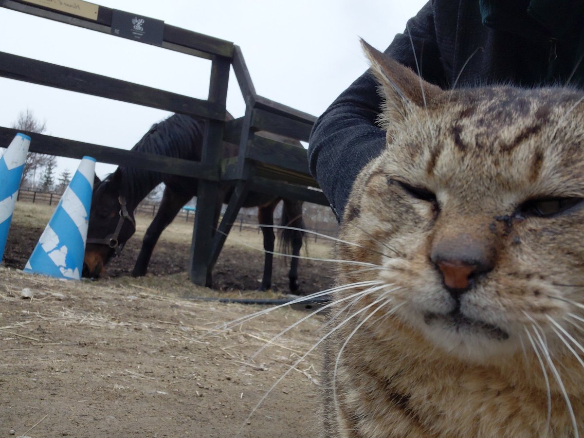 えっふえふ tweet media