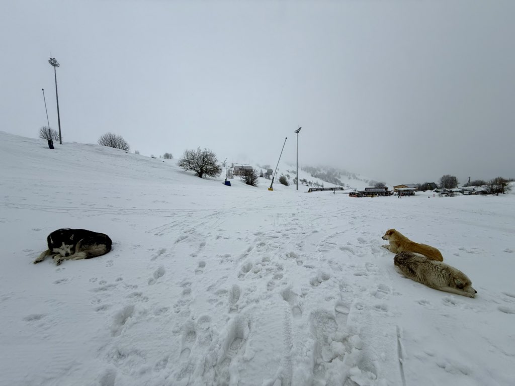 佐藤 敦俊 Georgia 🇬🇪Monster Cliff🧌 tweet media