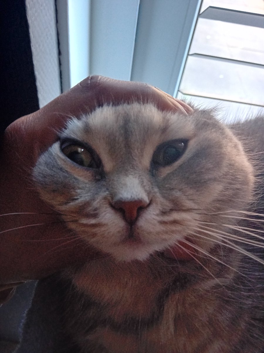 ᲼ ᲼ ᲼ ᲼ ᲼ ꪀ𑄝ah ♥︎'s ᥕhit𐓣eყ tweet media