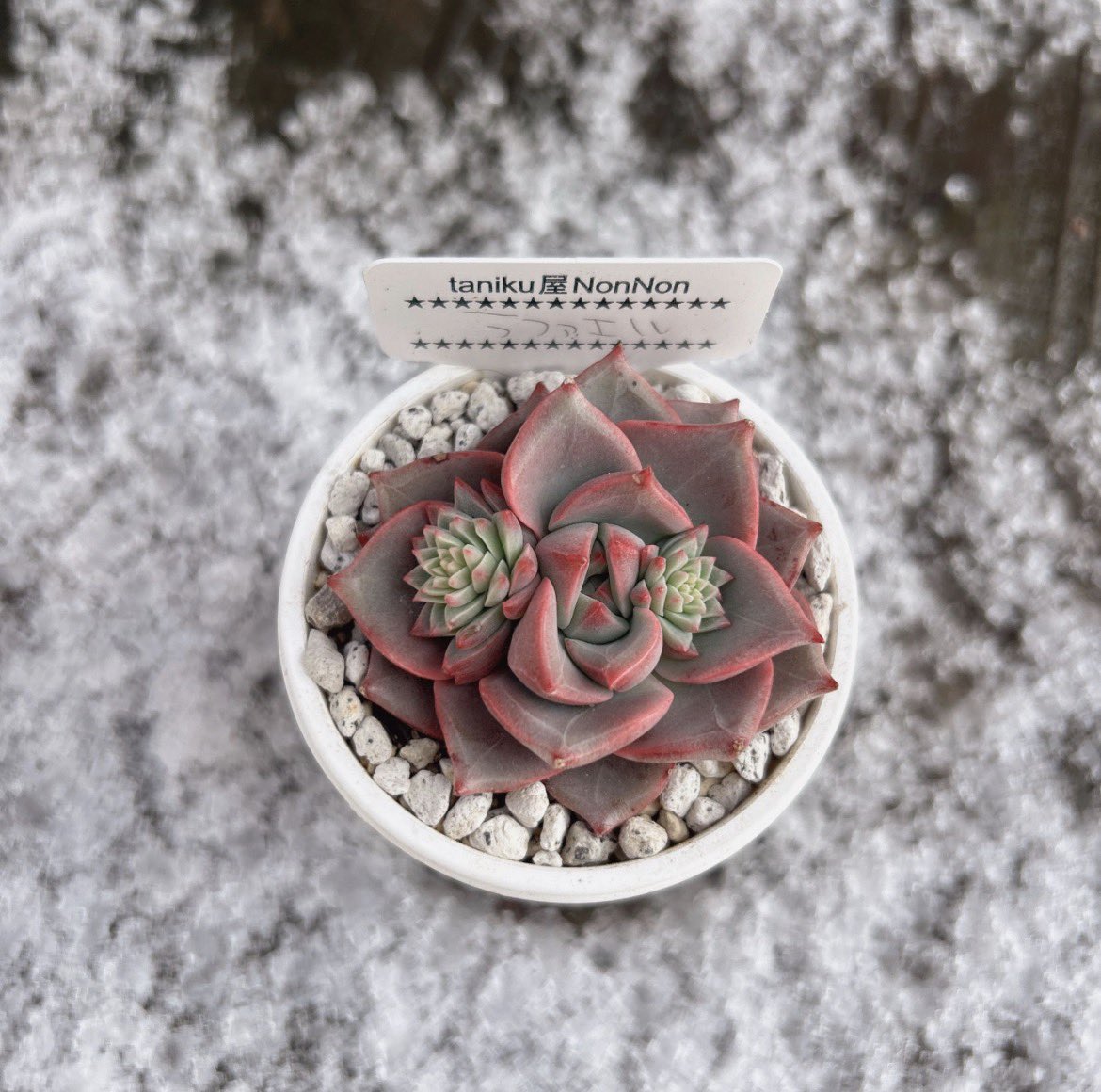 Ruta29life's tweet image. #beforeafter 
#ラファエル

ラファエル
花芽が可愛くない笑

①2026.3月
②2026.1月

#多肉植物
#成長記録