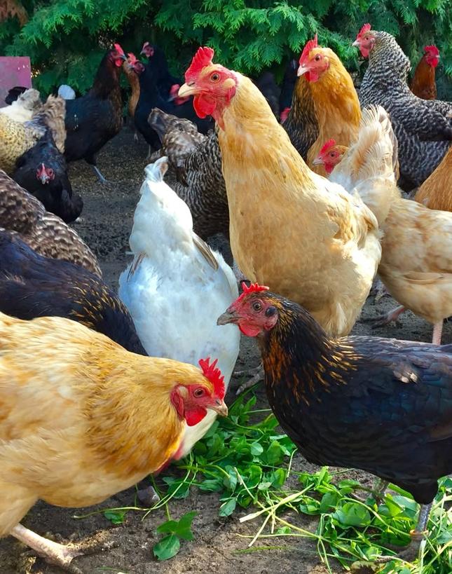 ChickenHub26581's tweet photo. Goodmorning tweeps and #RugbyKe!
New stock in town,order for two kienyeji Chicken at ksh 1250 each. Free delivery around town. 
Order while it last! https://t.co/LyaMwHZAhx