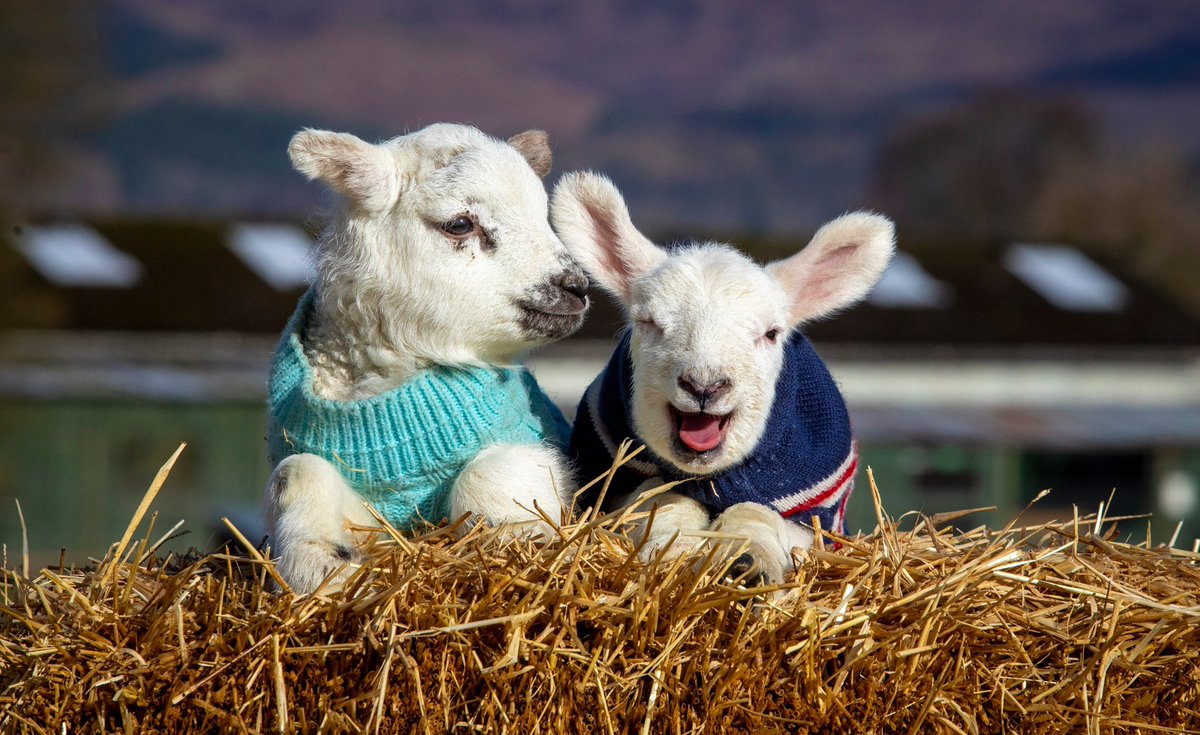 ARROWSMITH🏴󠁧󠁢󠁳󠁣󠁴󠁿 tweet media