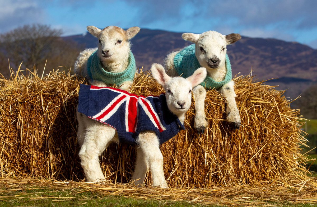 ARROWSMITH🏴󠁧󠁢󠁳󠁣󠁴󠁿 tweet media