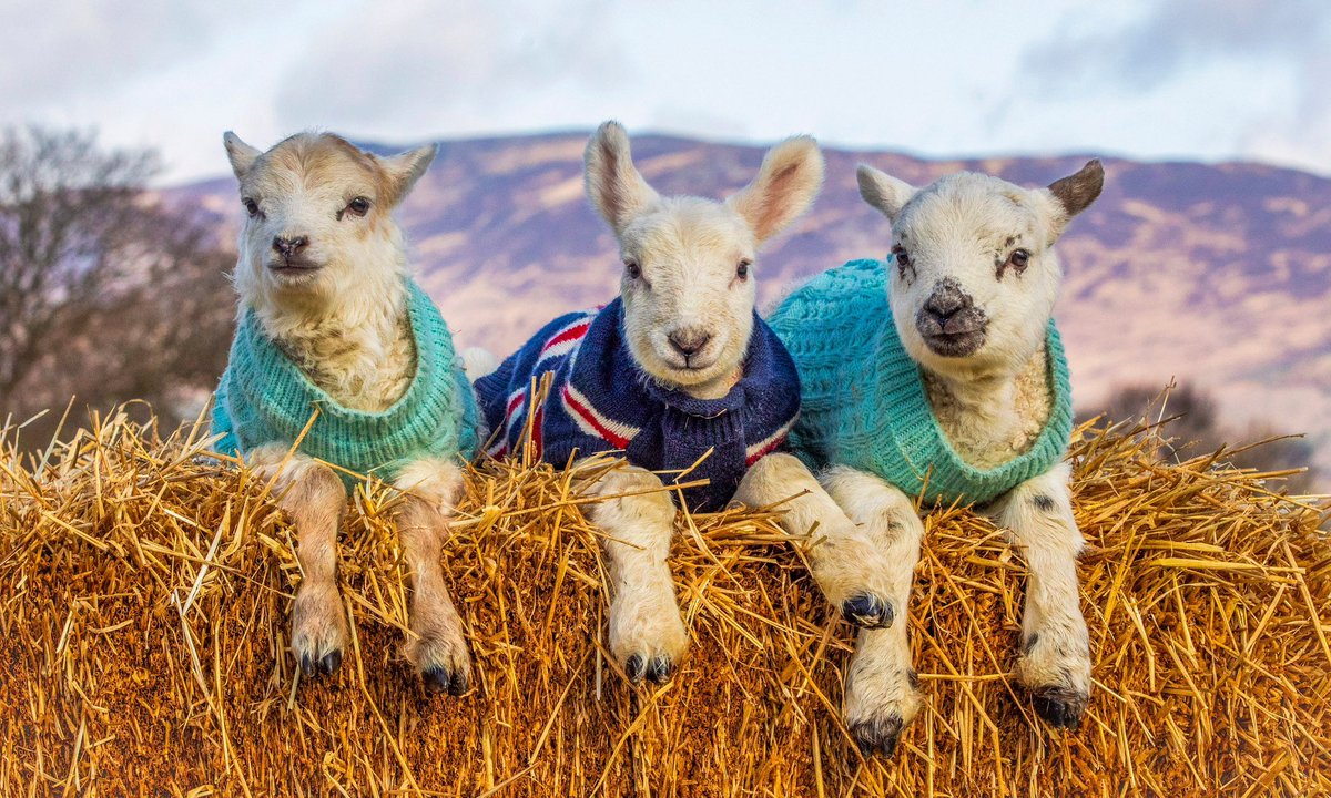 ARROWSMITH🏴󠁧󠁢󠁳󠁣󠁴󠁿 tweet media