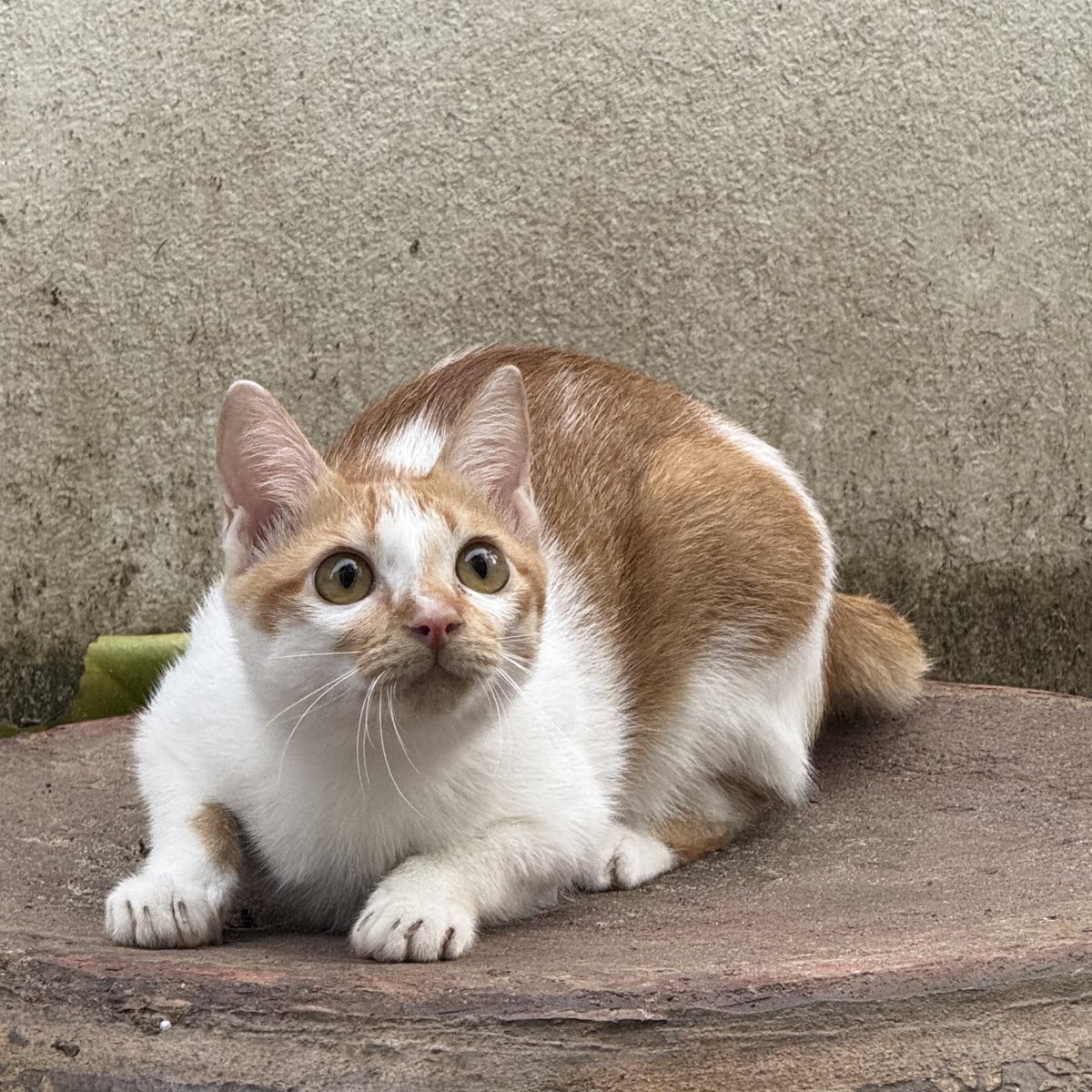 supercute_supercat_🐈 tweet media