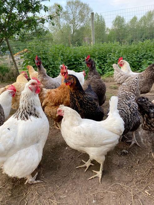 ChickenHub26581's tweet photo. Goodmorning tweeps and #RugbyKe!
New stock in town,order for two kienyeji Chicken at ksh 1250 each. Free delivery around town. 
Order while it last! https://t.co/LyaMwHZAhx