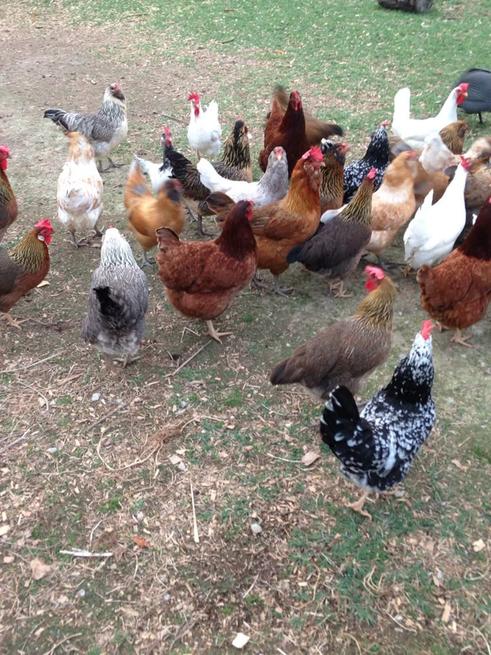 ChickenHub26581's tweet photo. Goodmorning tweeps and #RugbyKe!
New stock in town,order for two kienyeji Chicken at ksh 1250 each. Free delivery around town. 
Order while it last! https://t.co/LyaMwHZAhx