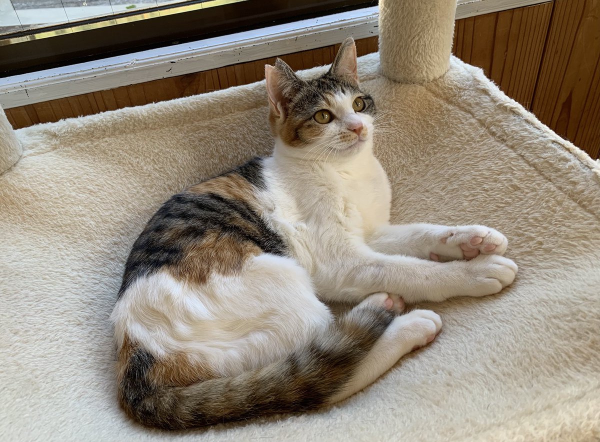 保護猫カフェうたたね tweet media