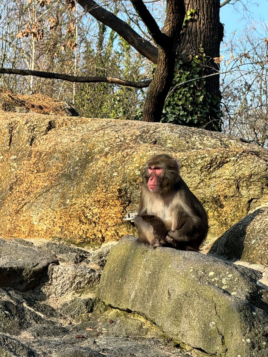 Nazlı Çınardalı tweet media